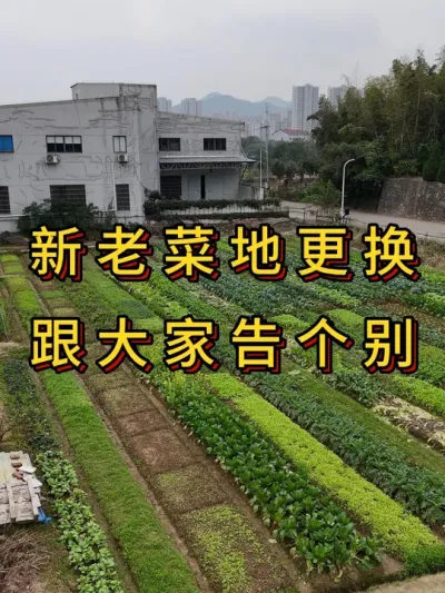 种了三年的菜地要搬了，跟大家告别总结 
