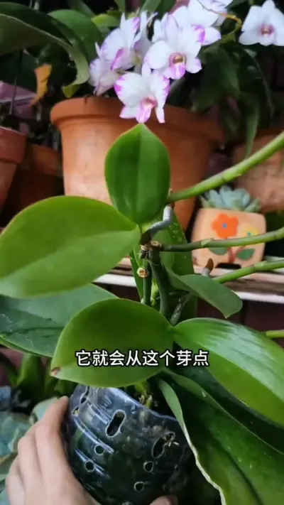 蝴蝶兰花败后，学会这2招修剪，长势好复花快 #蝴蝶兰 #种植小技巧 #花卉绿植