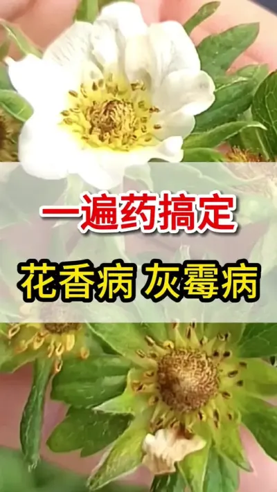草莓喷一遍，搞定灰霉病花香病#三农