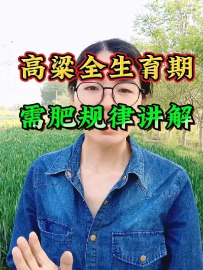高粱全生育期需肥规律您需要了解，高粱不同时期需肥规律#高粱 #高粱种植 #高粱管理 #三农 #农业