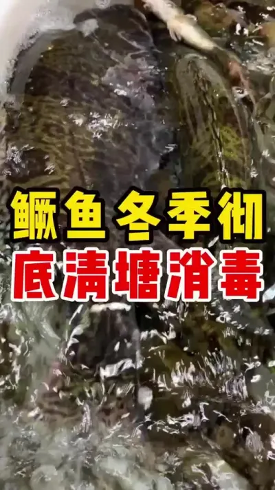鳜鱼冬季彻底清塘消毒 #石斑鱼养殖技巧 #水产养殖 #养鱼日记 #三农 #养鱼 @抖加🔥上热门🔥dou+🔥热点宝