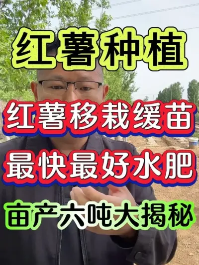 红薯移栽缓苗最快最好水肥 #红薯种植 #红薯 #红薯高产种植 #红薯大丰收 #红薯高产