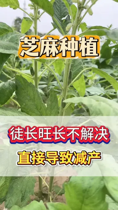 种芝麻，不解决徒长旺长的问题，直接导致产量减产50% #芝麻 #芝麻种植 #芝麻种植技术 #农业种植 #抖音助农