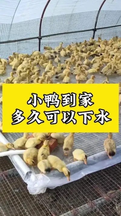 小鸭到家多久，可以下水？#肉鸭养殖 #养鸭人 #每天分享养殖技术和经验 #禽病技术指导 #养鸭