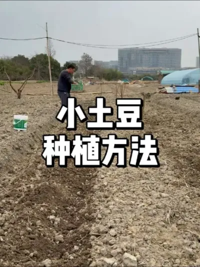 小土豆种植方法，本地土豆什么时候种植 #种菜 #农业种植 #种植 #三农 #土豆种植