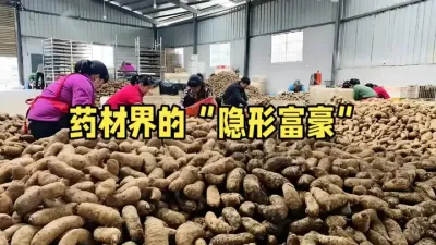 不用出门打工，在家种它年入20万，1斤200多元，城里人抢着 #农业种植致富项目推荐 #抖音助农 #三农 #农村创业 #天麻种植