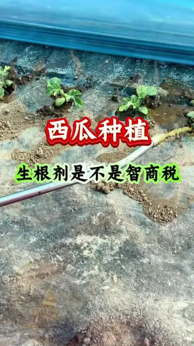 西瓜种植 生根剂是不是智商税#西瓜种植 #西瓜管理 #生根壮苗
