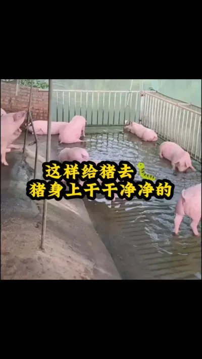 #养猪人必看 #科学养猪技术 #加油养猪人 #三农养猪人 #养猪小技巧