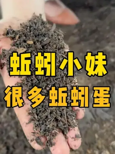 蚯蚓交配需要蚯蚓床蓬松#蚯蚓养殖 #三农 #农村创业
