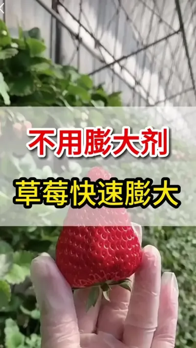 不用膨大剂，草莓也可以澎湖#三农#草莓种植