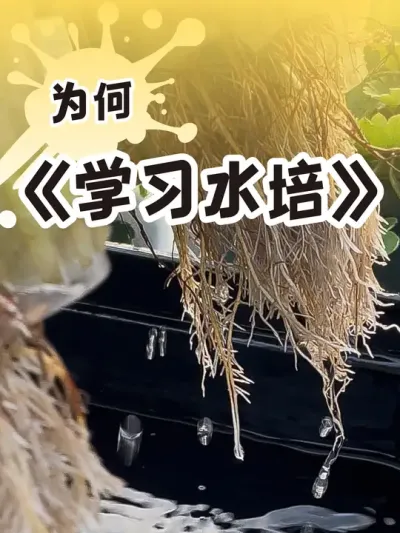 水培草莓 新手也能尝试的草莓种植方法😄 #水培植物 #草莓种植方法#盆栽草莓  #记录我的种植生活 #dou来一起种草莓