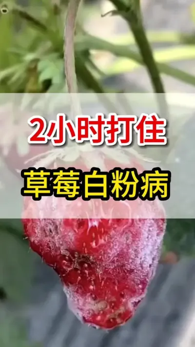 草莓白粉病，这一瓶一壶水脱粉不复发#草莓🍓 #抖音助农 #三农 #白粉病