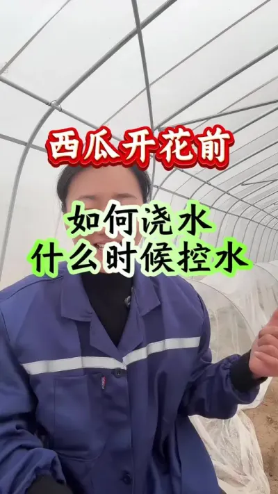 西瓜种植 西瓜开花前如何浇水什么时候控水 #西瓜种植 #西瓜管理 #西瓜高产 #种西瓜