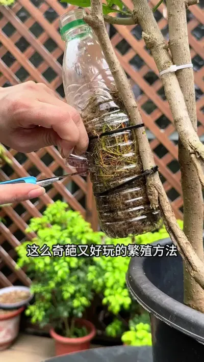 你有没有见过这么奇葩又好玩的繁殖方法#三角梅#扦插 #高压