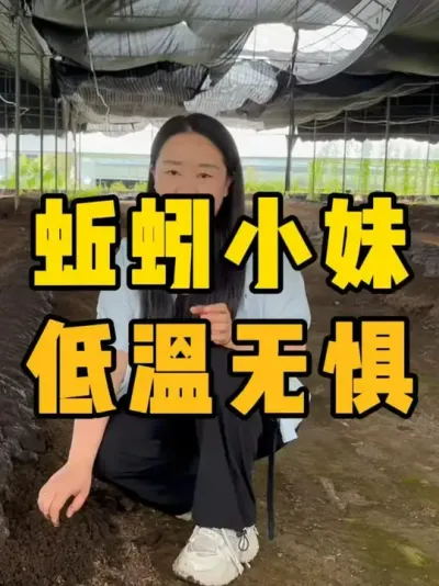 低温无惧，红蚯蚓比紫蚯蚓更耐寒#蚯蚓养殖 #三农 #农村创业