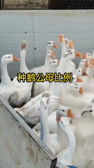 #养鹅技术分享 #养鹅人 #科学养鹅 #禽病技术指导