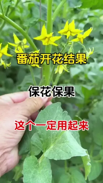 如果您往年种植作物，开花少，不开花，落花落果，今年一定要用上它#保花保果 #促花催花座果灵 #番茄种植#农业种植 #抖音助农 @抖音三农