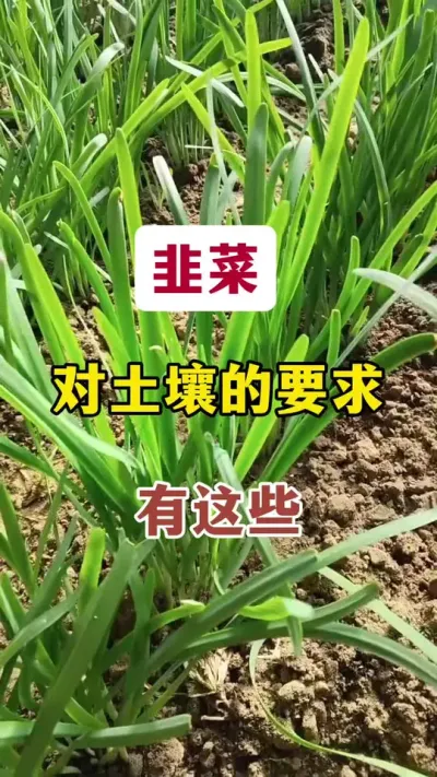 韭菜对土壤的要求有这些。#韭菜种植 #韭菜管理 #韭菜种植方法 #韭菜种植管理 #种韭菜