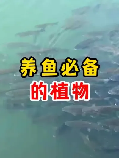 养鱼必备的植物 #四大家鱼养殖 #养殖 #水产养殖 #农村