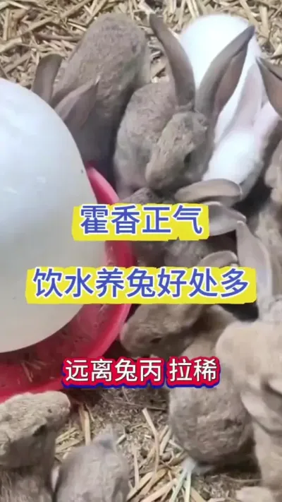 霍香正气水养兔帮大忙，学会远离兔丙，防暑降温！提高成活率#兔子 #养兔人 #兔子养殖 #肉兔养殖 #养兔分享