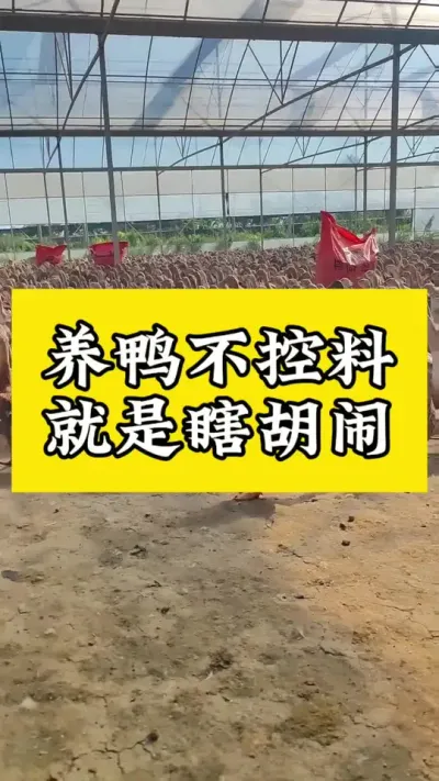 养鸭不控料，等于瞎胡闹#肉鸭养殖 #禽病防治 #养鸭人 #每天分享养殖技术和经验 #疾病预防