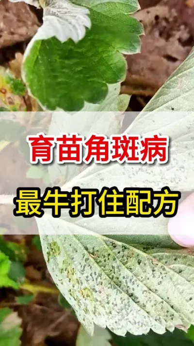 草莓育苗角斑病，这个最牛配方打住它#育苗#三农#角斑病
