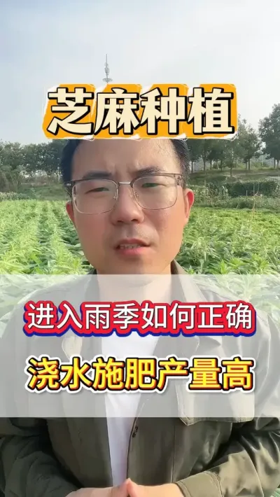 芝麻进入7月关键期，怎么管理，一条视频给你讲清楚。 #芝麻 #芝麻种植 #芝麻种植技术 #三农 #农业种植