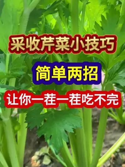 采收芹菜小技巧简单两招让你一茬一茬吃不完 #芹菜种植 #蔬菜种植 #农业种植 #三农 #种植小技巧
