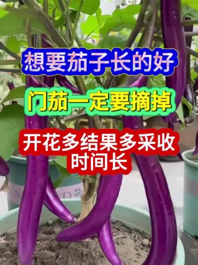 想要茄子长的好门茄一定要摘掉开花多结果多采收时间长 #茄子种植 #农业种植 #种植小技巧 #三农 #分享农业知识帮农民增产增收