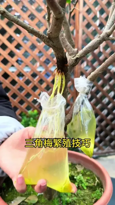 三角梅繁殖，用这个方法，成活率高，长根快#三角梅 #种植小技巧 #花卉绿植