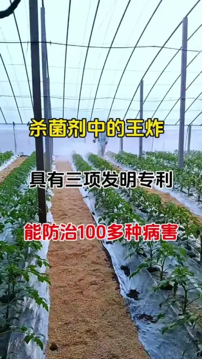 万能杀菌剂#菌立清 #番茄种植 #农业种植
