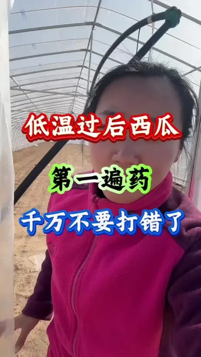 西瓜种植 低温过后西瓜第一遍药千万不要打错了#西瓜种植 #西瓜管理 #西瓜高产#生根壮苗