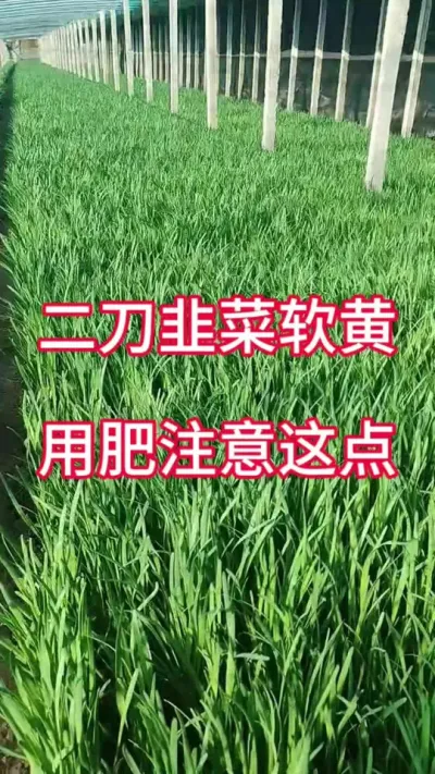 二刀韭菜软黄，用肥注意这点。#韭菜种植 #韭菜施什么肥根粗 #韭菜种植方法 #韭菜高产 #韭菜管理
