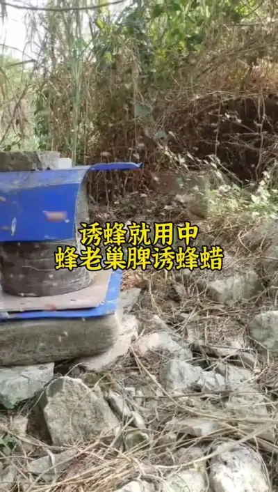 春季大分蜂诱蜂一定要擦亮眼睛，用到正中蜂蜡会做到事半功倍#诱蜂 #养蜂 #蜂蜡 #养蜂技术 @抖音小助手