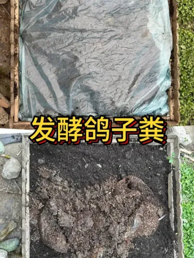 发酵粪肥的方法来啦。 简单实用，用的是朋友送的鸽子粪便，发酵好了春天育苗用#种植小技巧 #堆肥 #堆肥发酵 #学种菜 #土壤改良