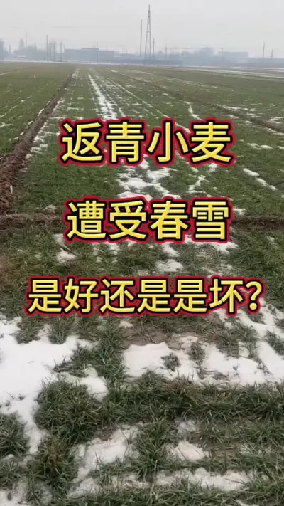 小麦返青