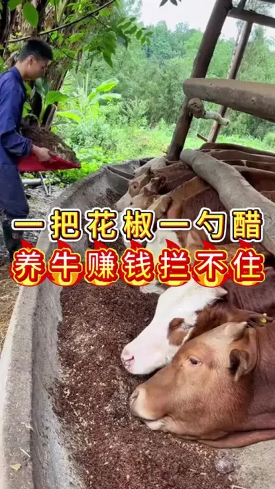 一把花椒一勺醋养牛赚钱拦不住#养牛人#三农#养牛#养殖