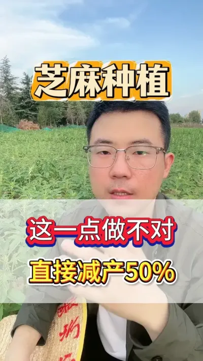 种芝麻，这一点你做不对，将直接减产50%。 #芝麻 #芝麻种植 #芝麻种植技术 #三农 #农业种植