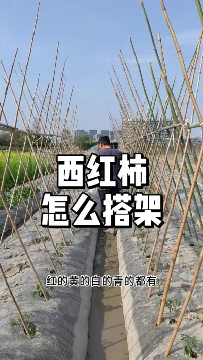 西红柿架子怎么搭 
