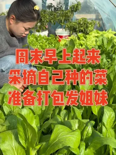 自从我说菜吃不完之后就开始有姐妹来帮我吃菜了，周末早上到菜地采摘自己种的菜准备打包发姐妹#记录真实生活 #自己种的纯天然的绿色蔬菜 #新农人计划2024 #强迫症治愈系 #我的小菜园