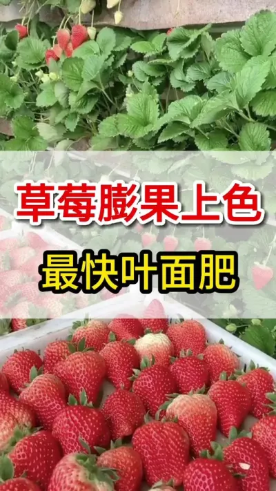 草莓膨果上色肥料你知道么#膨果