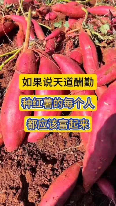 如果说天道酬勤，那种红薯的每一个人，都应该富起来！#抖音助农 #一份耕耘一份收获 #红薯种植 #红薯高产种植技术