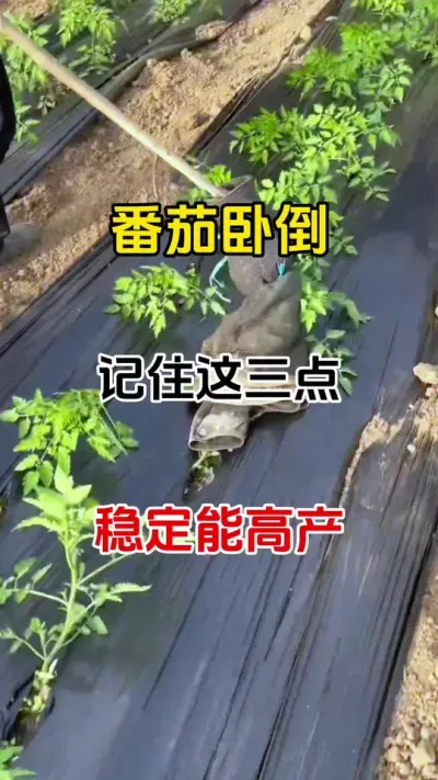 西红柿卧倒，记住这三点，稳定能高产#西红柿种植 #三农种植