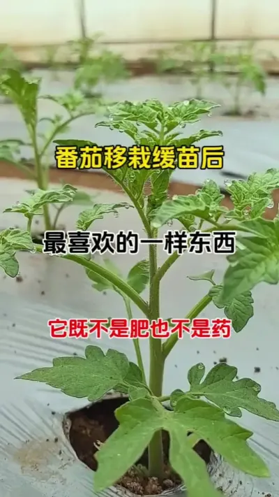 番茄最喜欢的一样东西，你知道吗？#番茄种植 #农业种植 #病害防治 #抖音助农 #无限回购的宝藏单品