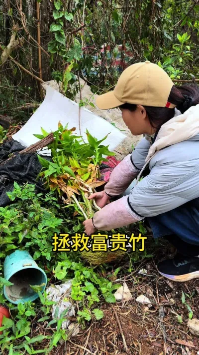 拯救富贵竹技巧#花卉绿植 #种植小技巧 #富贵竹