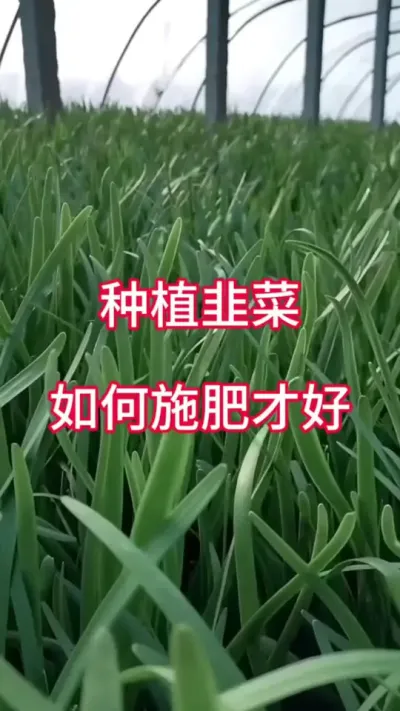 种植韭菜，如何施肥才好？#韭菜种植 #韭菜施什么肥根粗 #韭菜管理 #韭菜高产 #韭菜种植方法