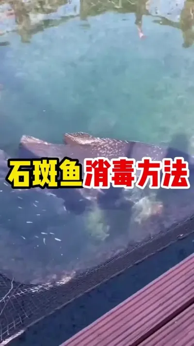 石斑鱼消毒方法 #石斑鱼养殖技巧 #养鱼日记 #石斑鱼 #石斑鱼养殖技巧 #水产养殖  @抖加🔥上热门🔥dou+🔥热点宝