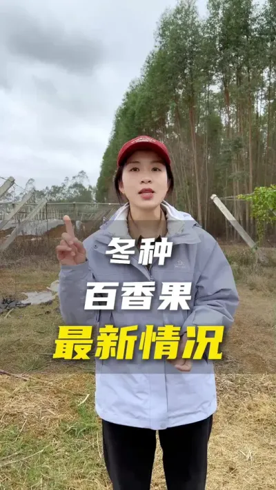 冬种的百香果苗&ldquo;近况&rdquo;如何？今天春种一部分果苗，未来会持续给大家分享冬种和春种的对比。 #百香果 #助力三农 #百香果种植技术