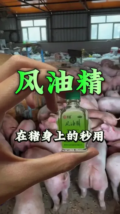 #猪喂什么饲料长得最快 #服务三农支持三农 #每天分享养殖技术和经验 #每天分享实战养猪经验 #农村养猪专业户