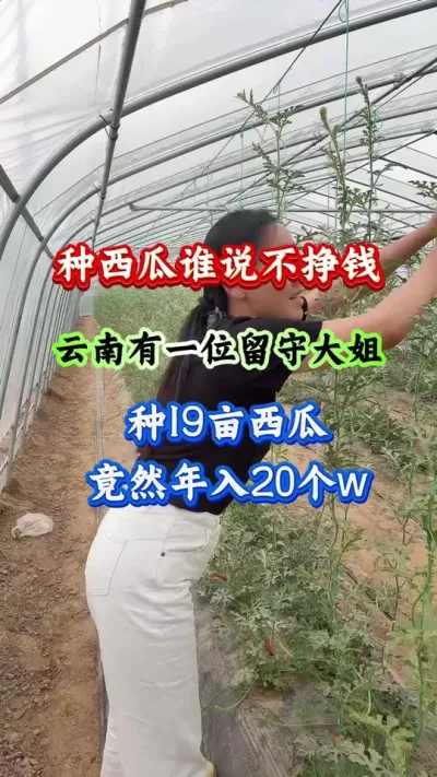 西瓜种植 种西瓜谁说不挣钱 #西瓜种植 #西瓜管理 #西瓜高产 #病害防治